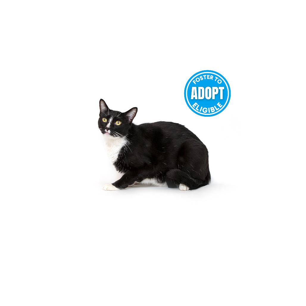 Enlarge Mikey, a Adoptable Domestic Short Hair in Playa Vista, CA image 3/3