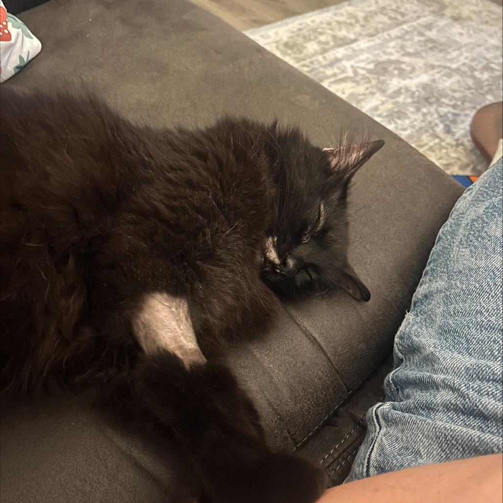 Lenore, Adoptable, Senior Female Domestic Long Hair.