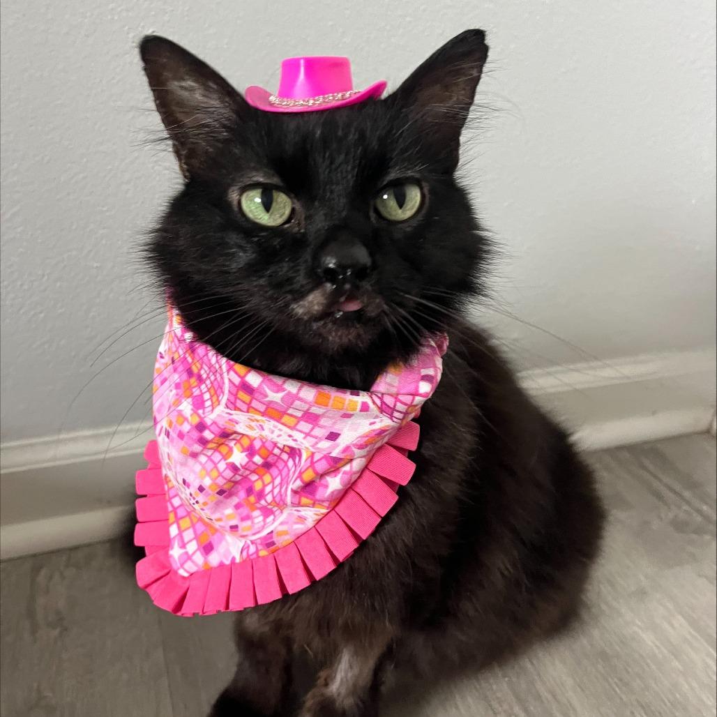 Lenore, a Adoptable Domestic Long Hair in Columbia, MO image 3/6