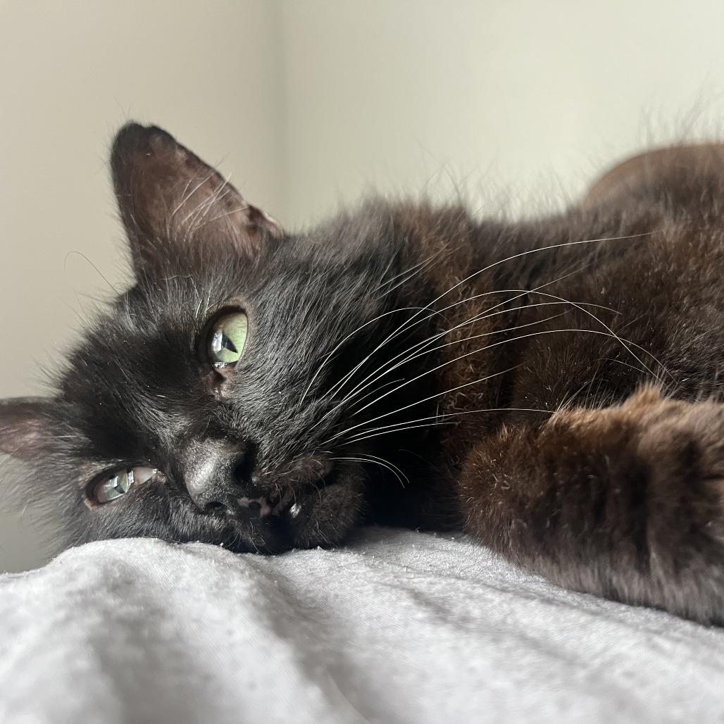 Lenore, a Adoptable Domestic Long Hair in Columbia, MO image 4/6