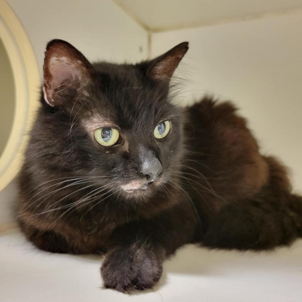 Lenore, a Adoptable Domestic Long Hair in Columbia, MO image 5/6