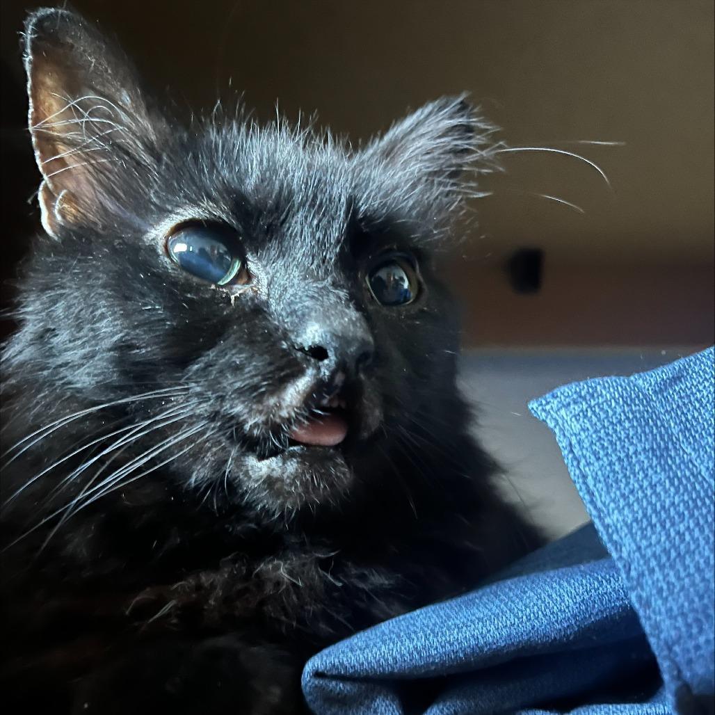 Lenore, a Adoptable Domestic Long Hair in Columbia, MO image 6/6