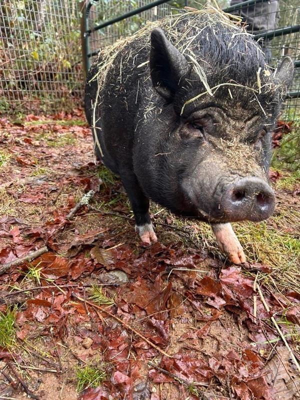 Lisa-Marie / Elvis, Adoptable, Senior Female Pot Bellied.