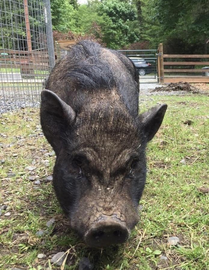 Enlarge Lisa-Marie / Elvis, a Adoptable Pot Bellied in Sultan, WA image 3/3