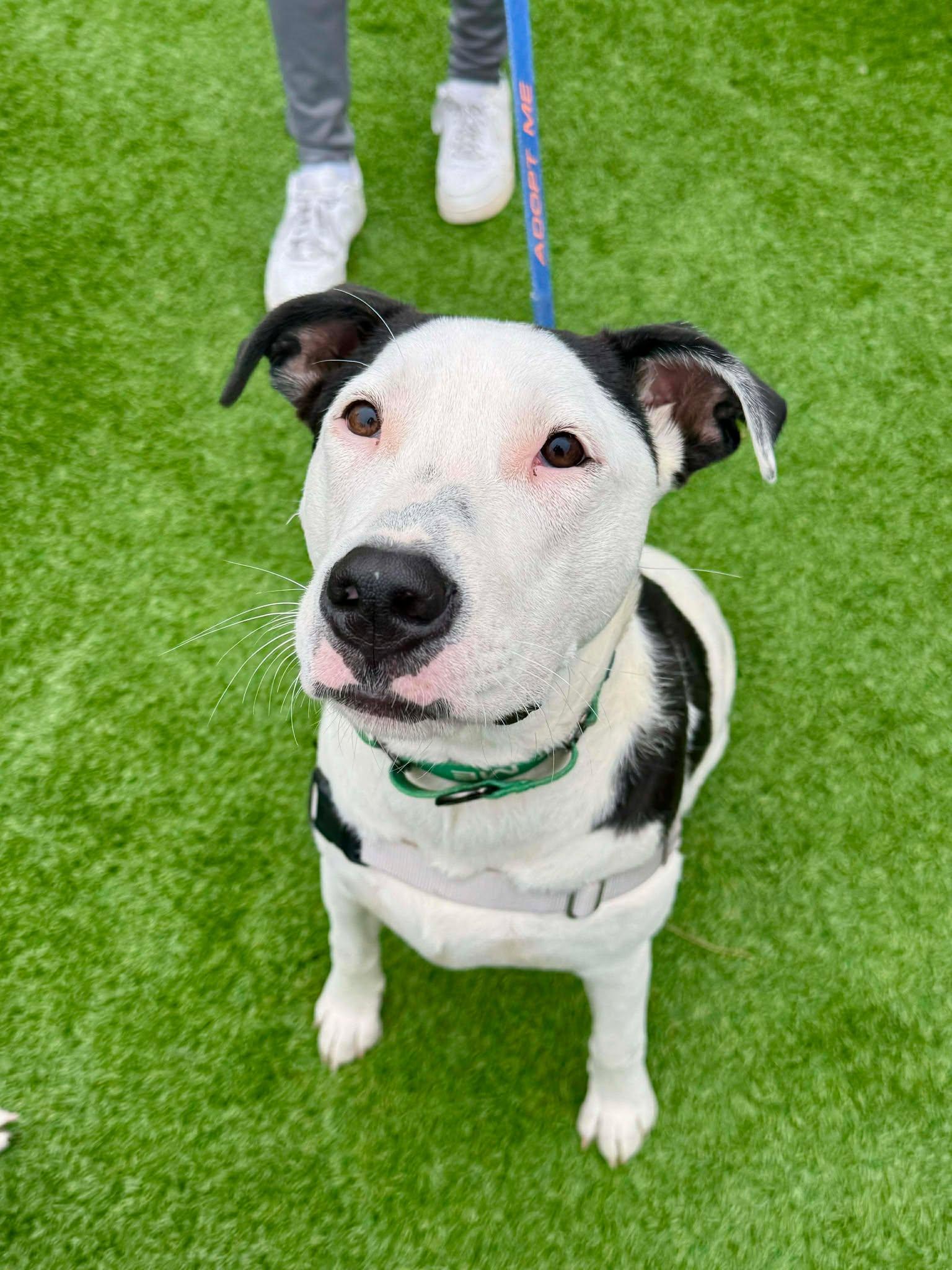 Panda, Adoptable, Young Female Pit Bull Terrier.