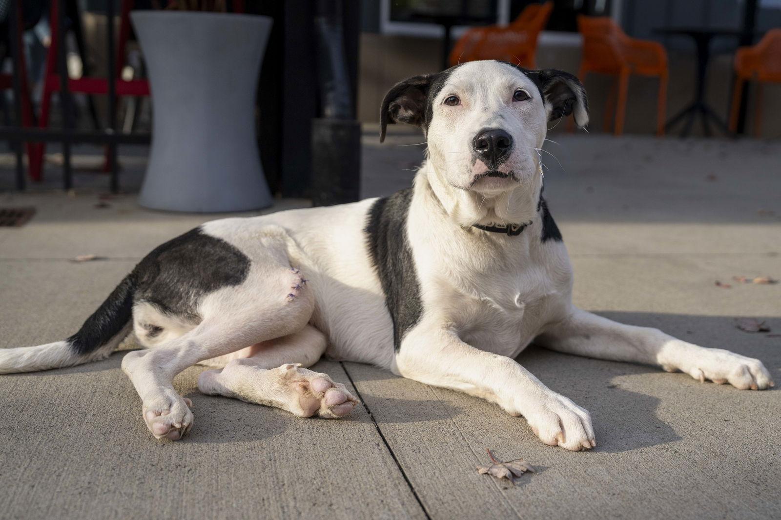 Enlarge Panda, a Adoptable Pit Bull Terrier in Charlotte, NC image 1/3