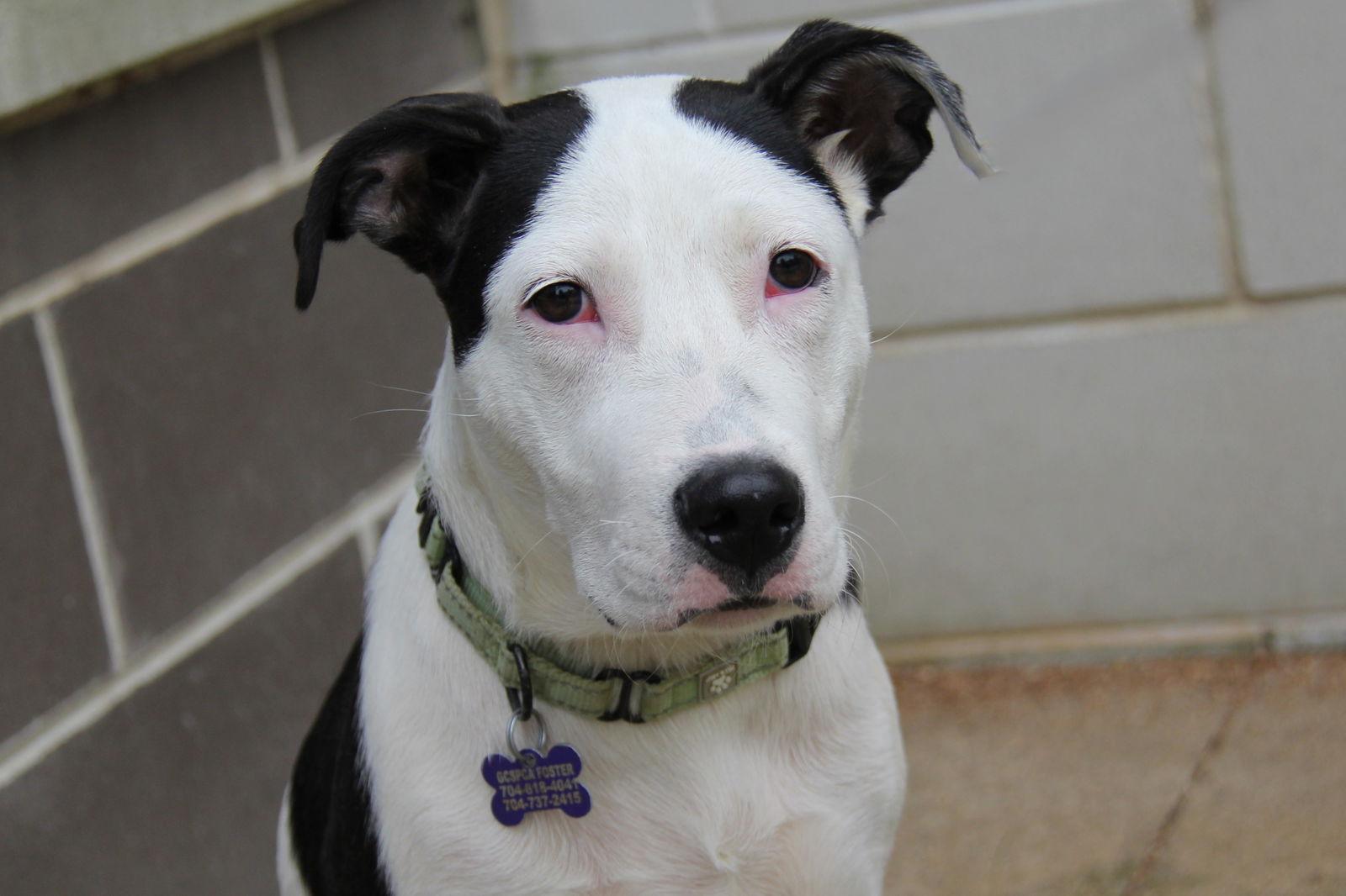 Enlarge Panda, a Adoptable Pit Bull Terrier in Charlotte, NC image 2/3