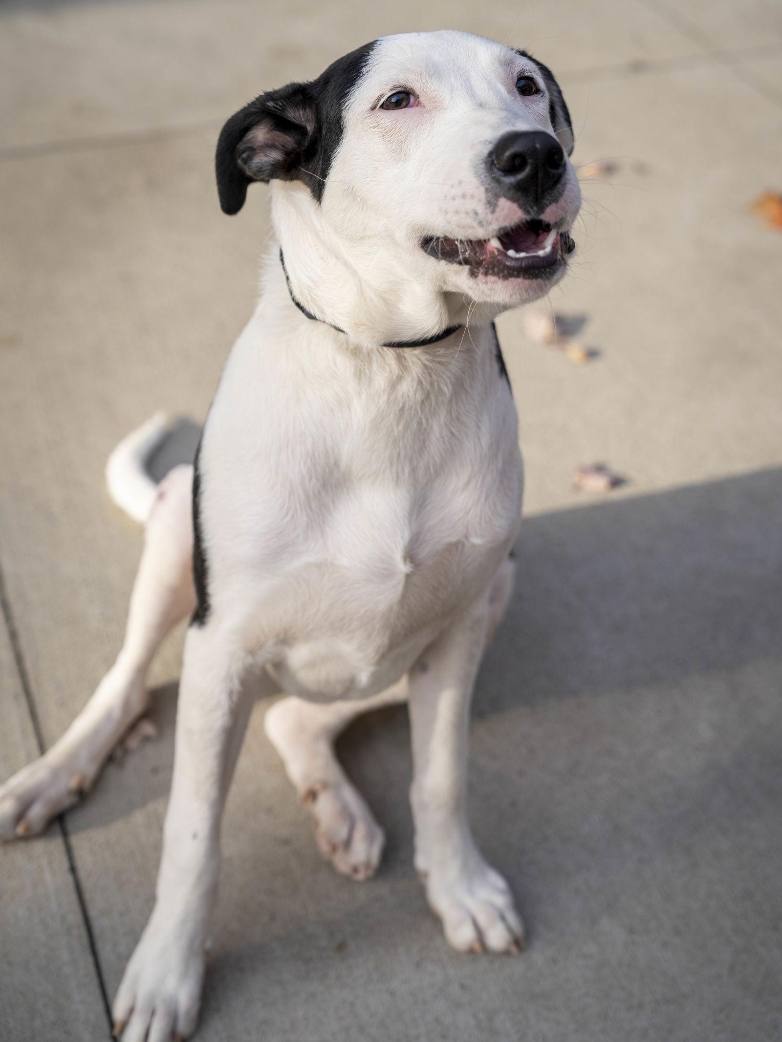 Enlarge Panda, a Adoptable Pit Bull Terrier in Charlotte, NC image 3/3