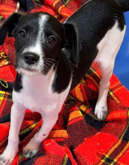 **PIXEL**, Adoptable, Puppy Female Rat Terrier & Poodle.