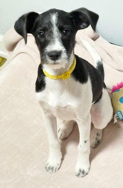 **PIXEL**, a Adoptable mixed breed in North Prairie, WI image 2/3