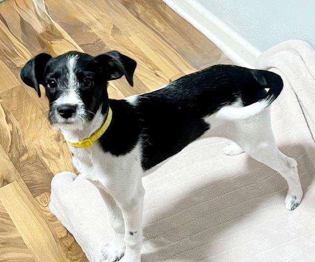 **PIXEL**, a Adoptable mixed breed in North Prairie, WI image 3/3