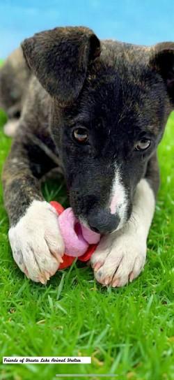 Enlarge Mocha, a ADOPTABLE Mixed Breed in Shasta Lake, CA image 2/3