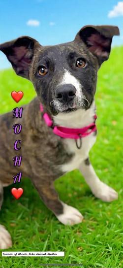 Enlarge Mocha, a ADOPTABLE Mixed Breed in Shasta Lake, CA image 1/3