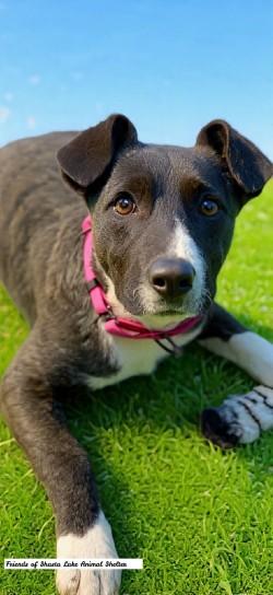 Enlarge Mocha, a ADOPTABLE Mixed Breed in Shasta Lake, CA image 3/3