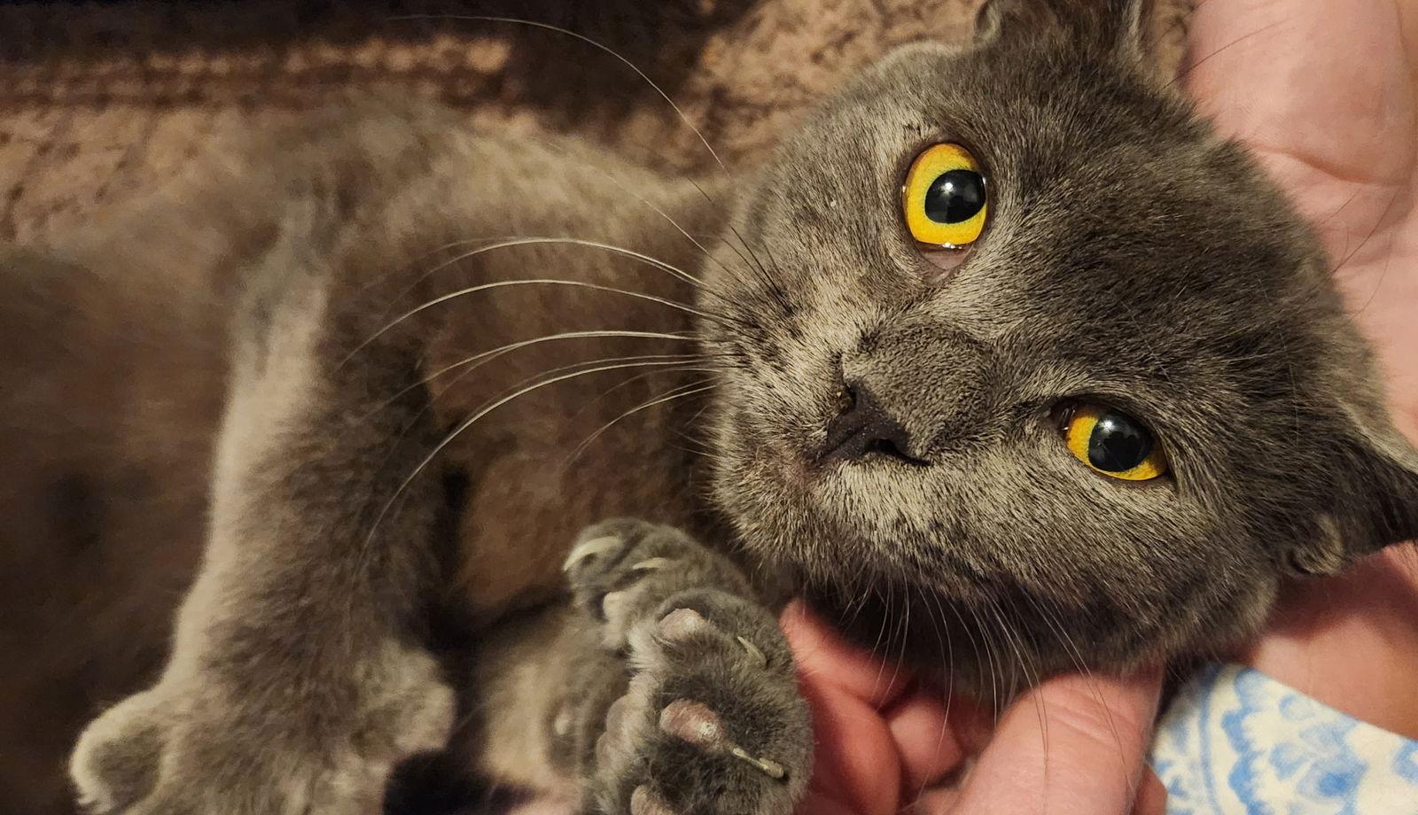 TIN MAN, Adoptable, Adult Male Domestic Short Hair.