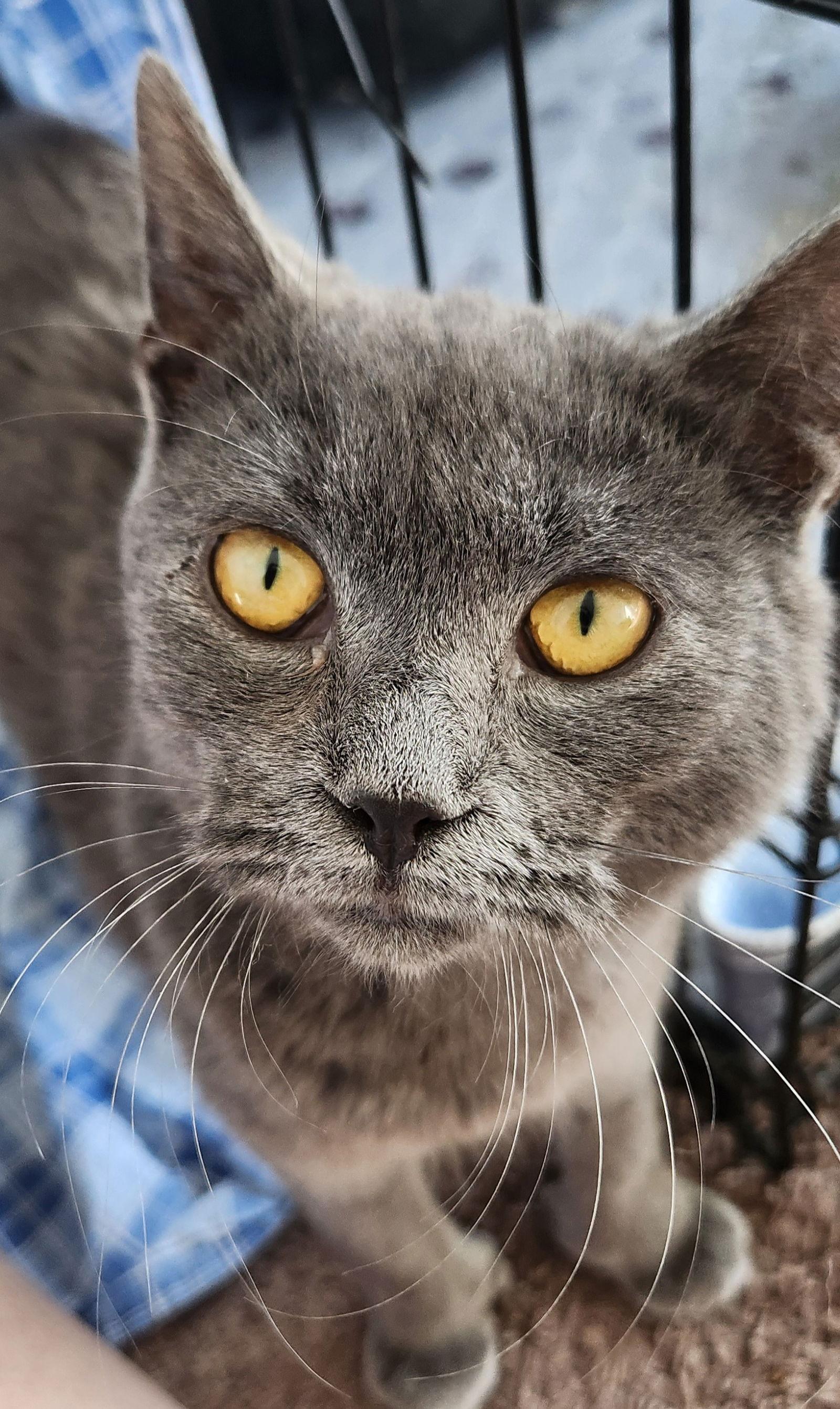 Enlarge TIN MAN, a Adoptable Domestic Short Hair in Northfield, OH image 2/3