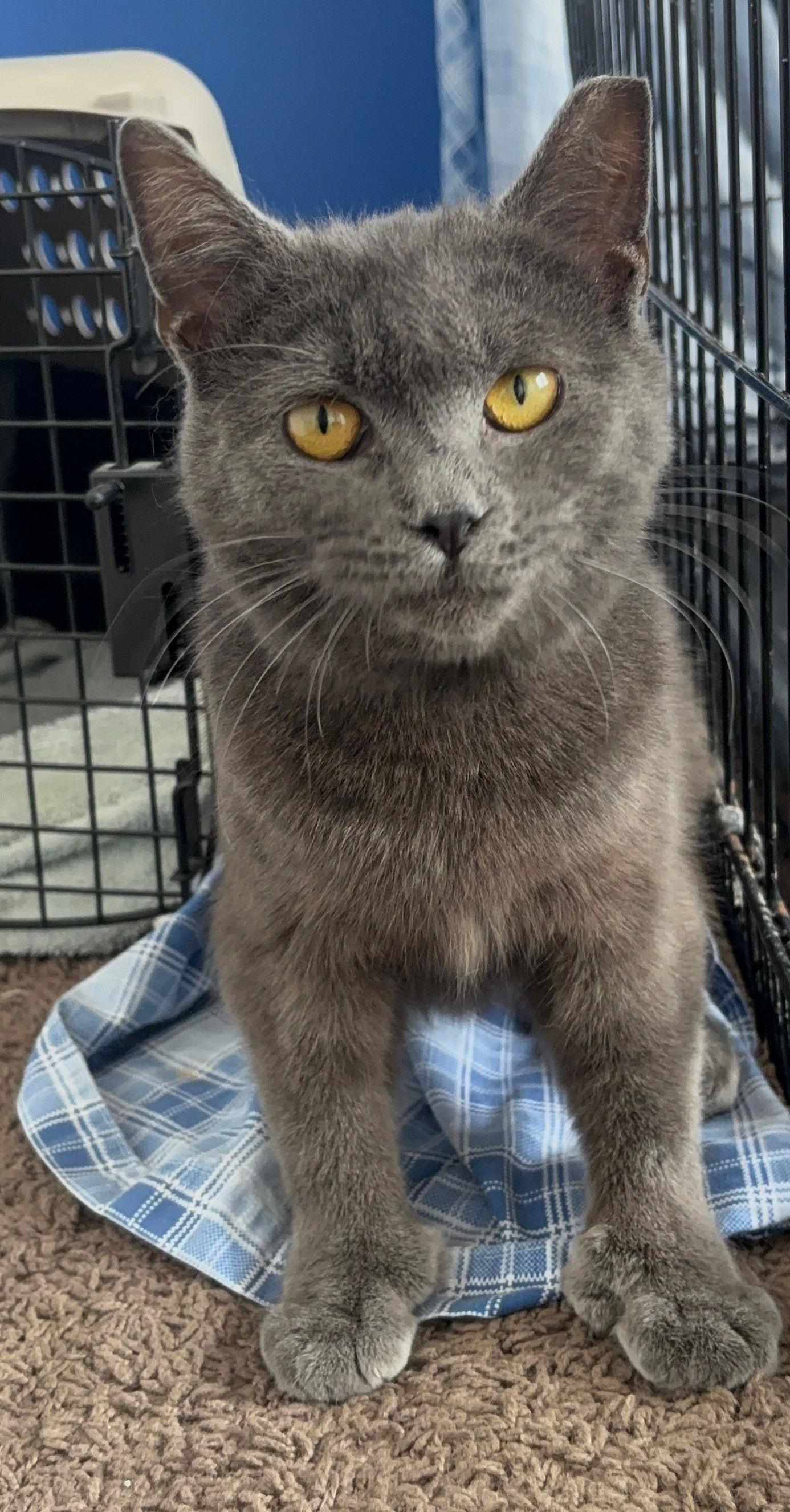 Enlarge TIN MAN, a Adoptable Domestic Short Hair in Northfield, OH image 3/3