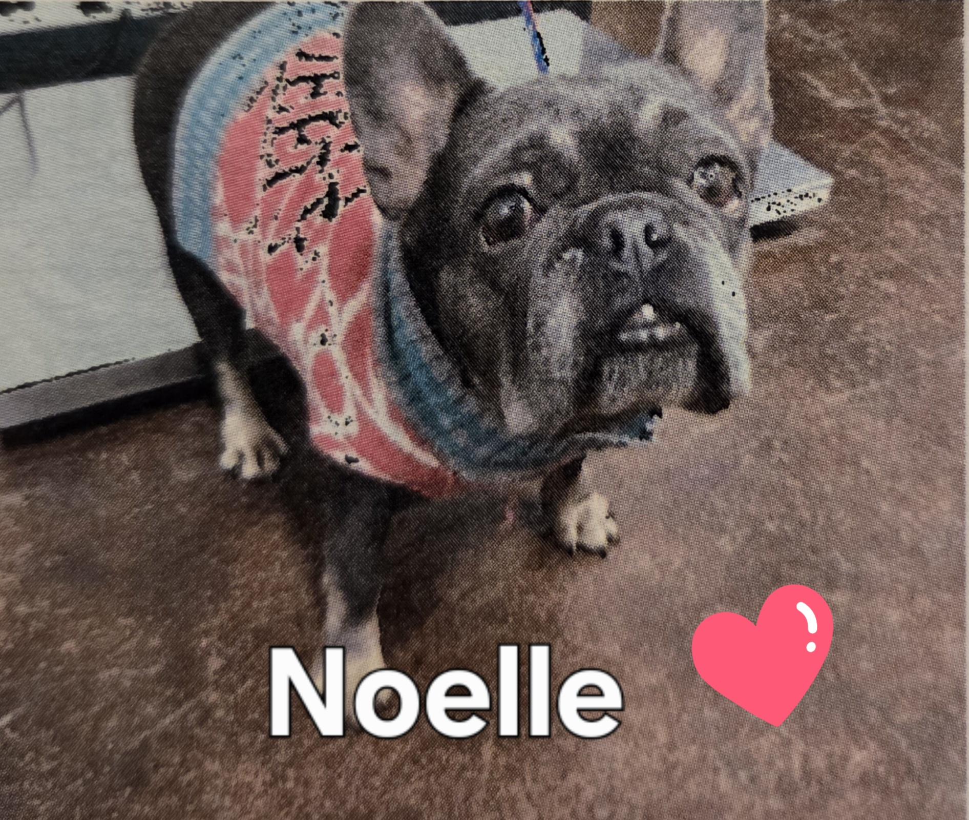 Enlarge Noelle, a ADOPTABLE French Bulldog in Yucca Valley, CA image 1/1