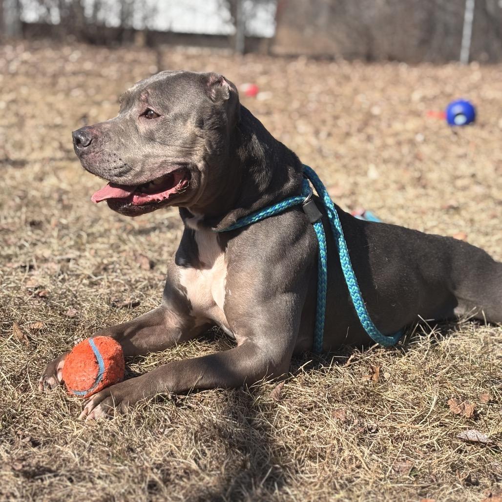 Flora, Adoptable, Adult Female Pit Bull Terrier.