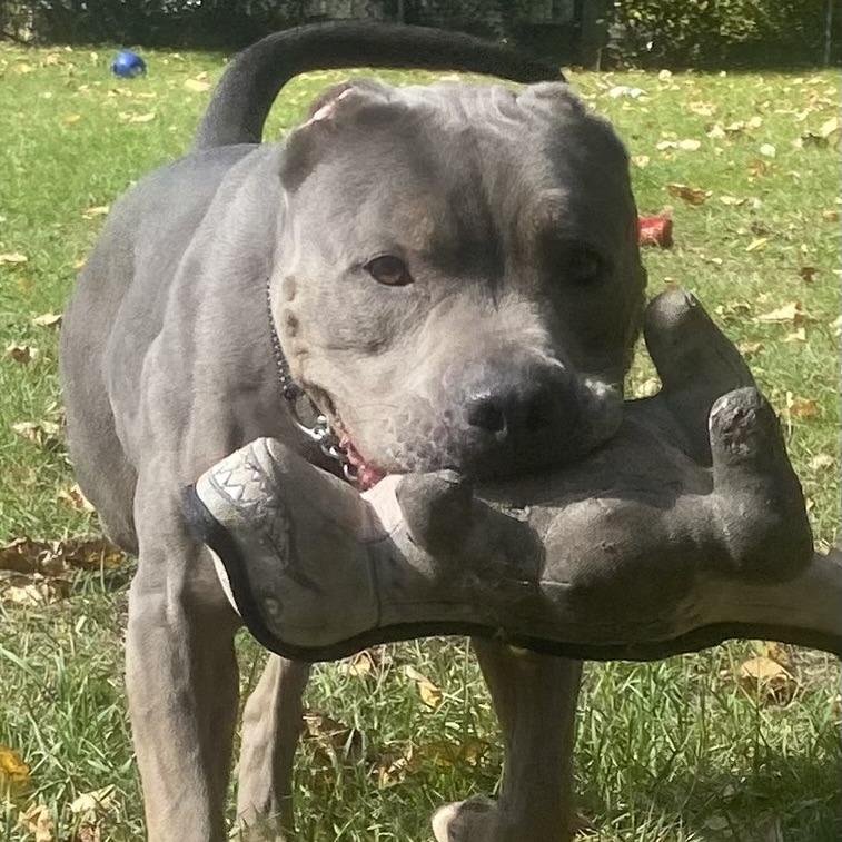 Enlarge Flora, a Adoptable Pit Bull Terrier in Standish, MI image 4/4