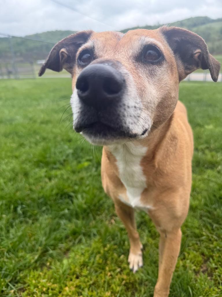 Chica (Kanga), Adoptable, Adult Female Terrier.