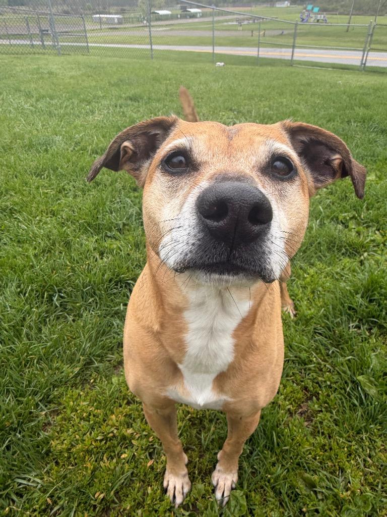 Chica (Kanga), a Adoptable Terrier in New Manchester, WV image 2/6