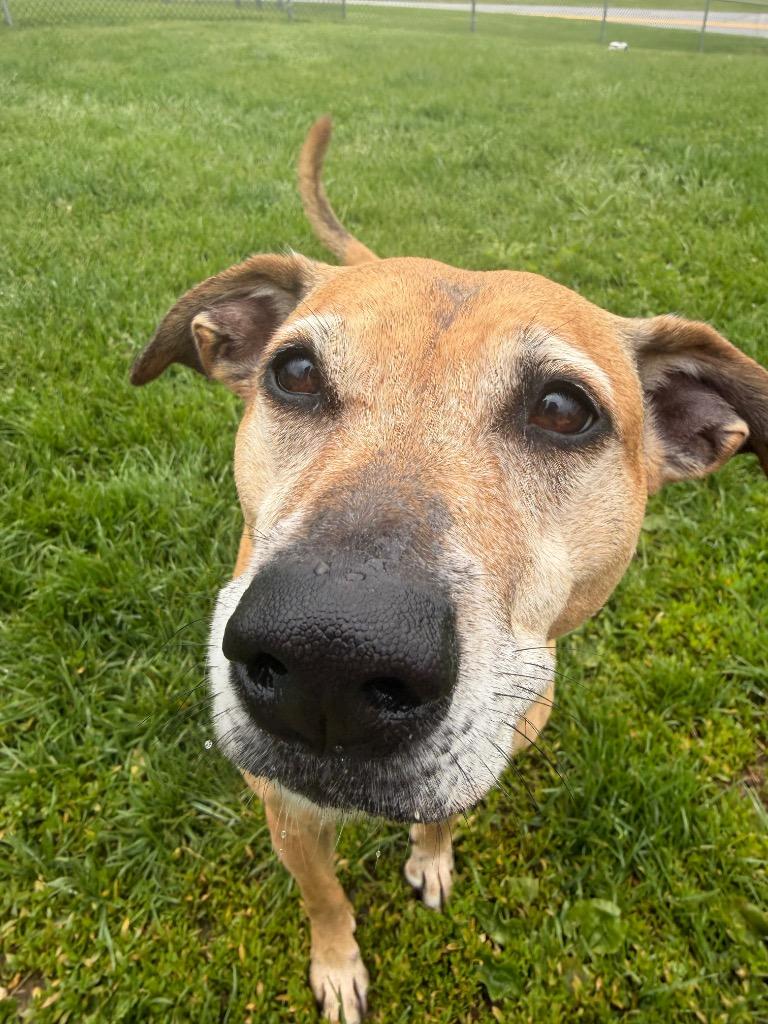 Chica (Kanga), a Adoptable Terrier in New Manchester, WV image 3/6