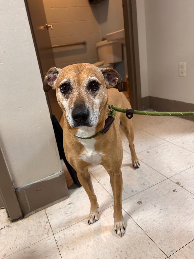 Chica (Kanga), a Adoptable Terrier in New Manchester, WV image 4/6