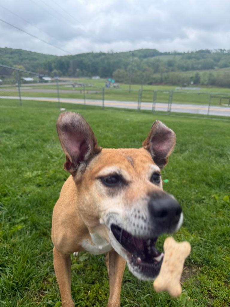 Chica (Kanga), a Adoptable Terrier in New Manchester, WV image 5/6