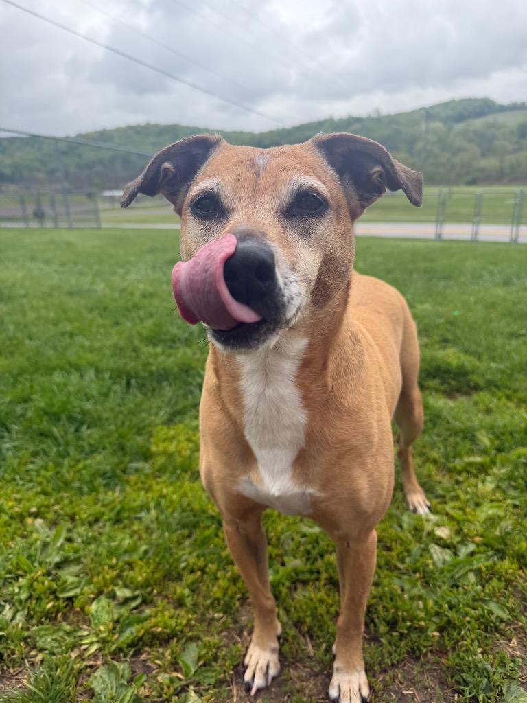 Chica (Kanga), a Adoptable Terrier in New Manchester, WV image 6/6