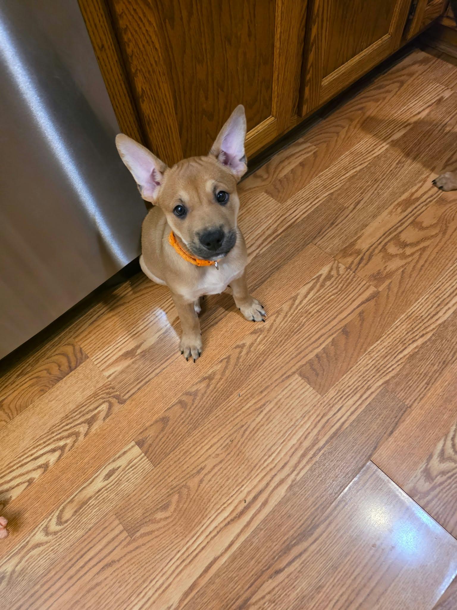Pretzel photo