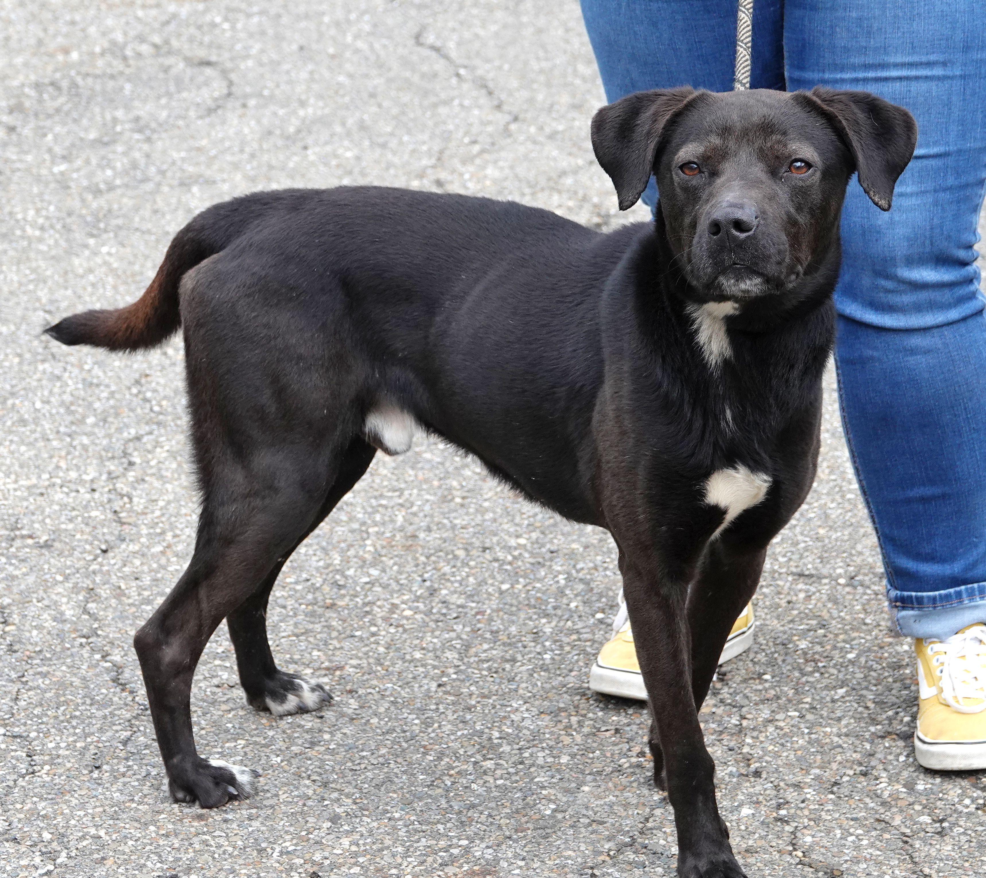 Enlarge Phideux, a ADOPTABLE mixed breed in Millfield, OH image 4/4