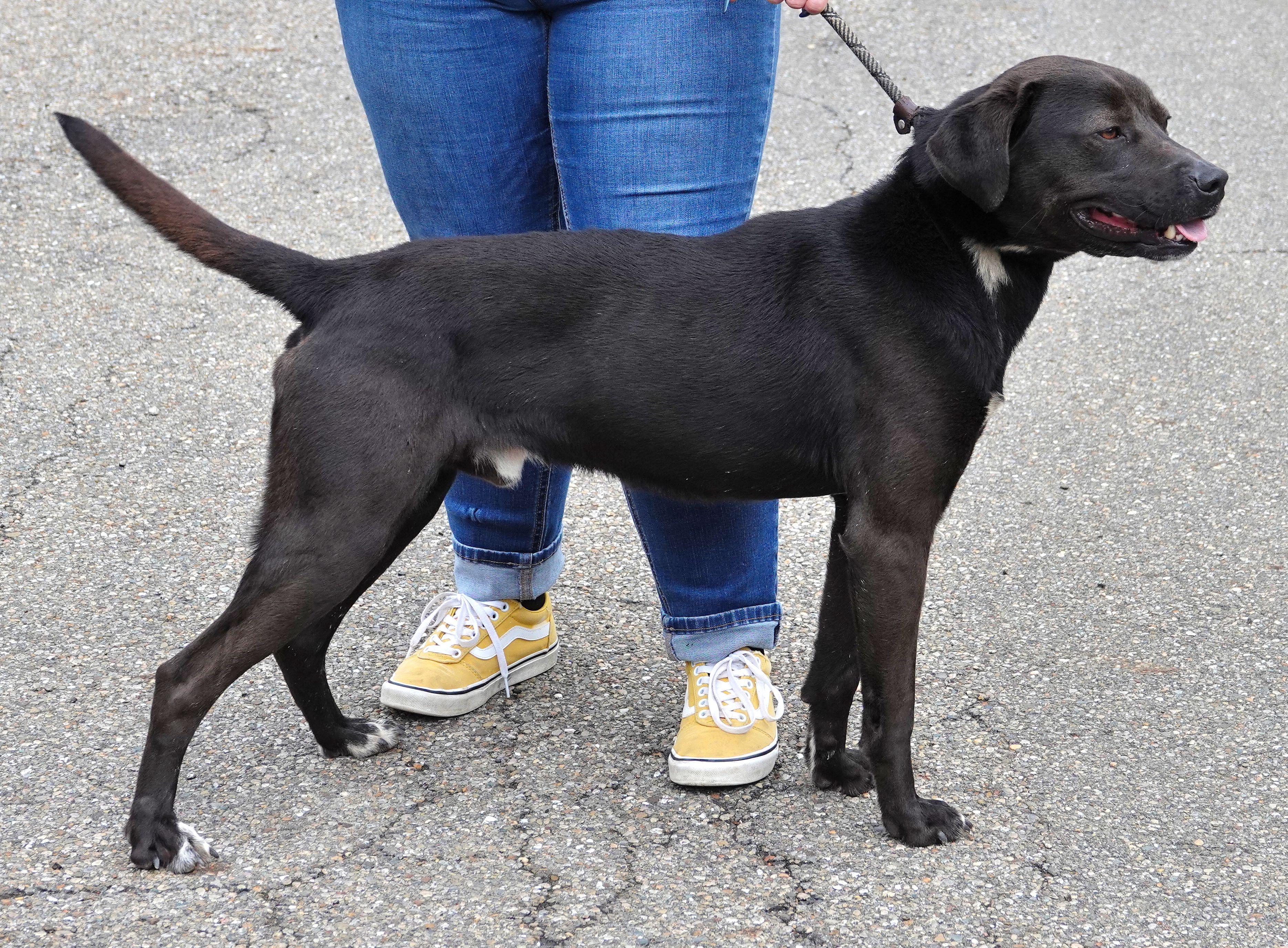 Enlarge Phideux, a ADOPTABLE mixed breed in Millfield, OH image 3/4