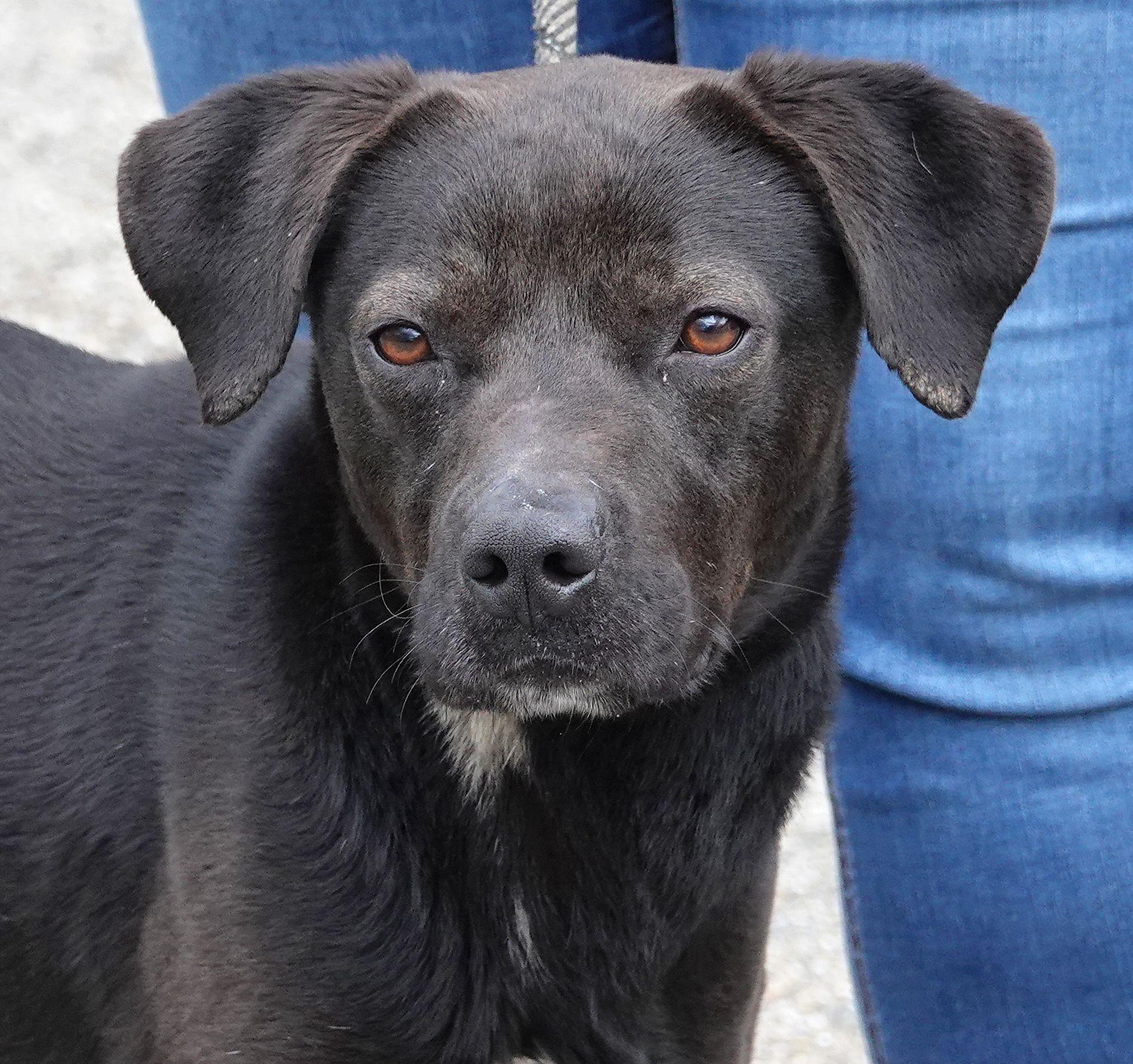 Phideux, ADOPTABLE, Young Male Labrador Retriever.