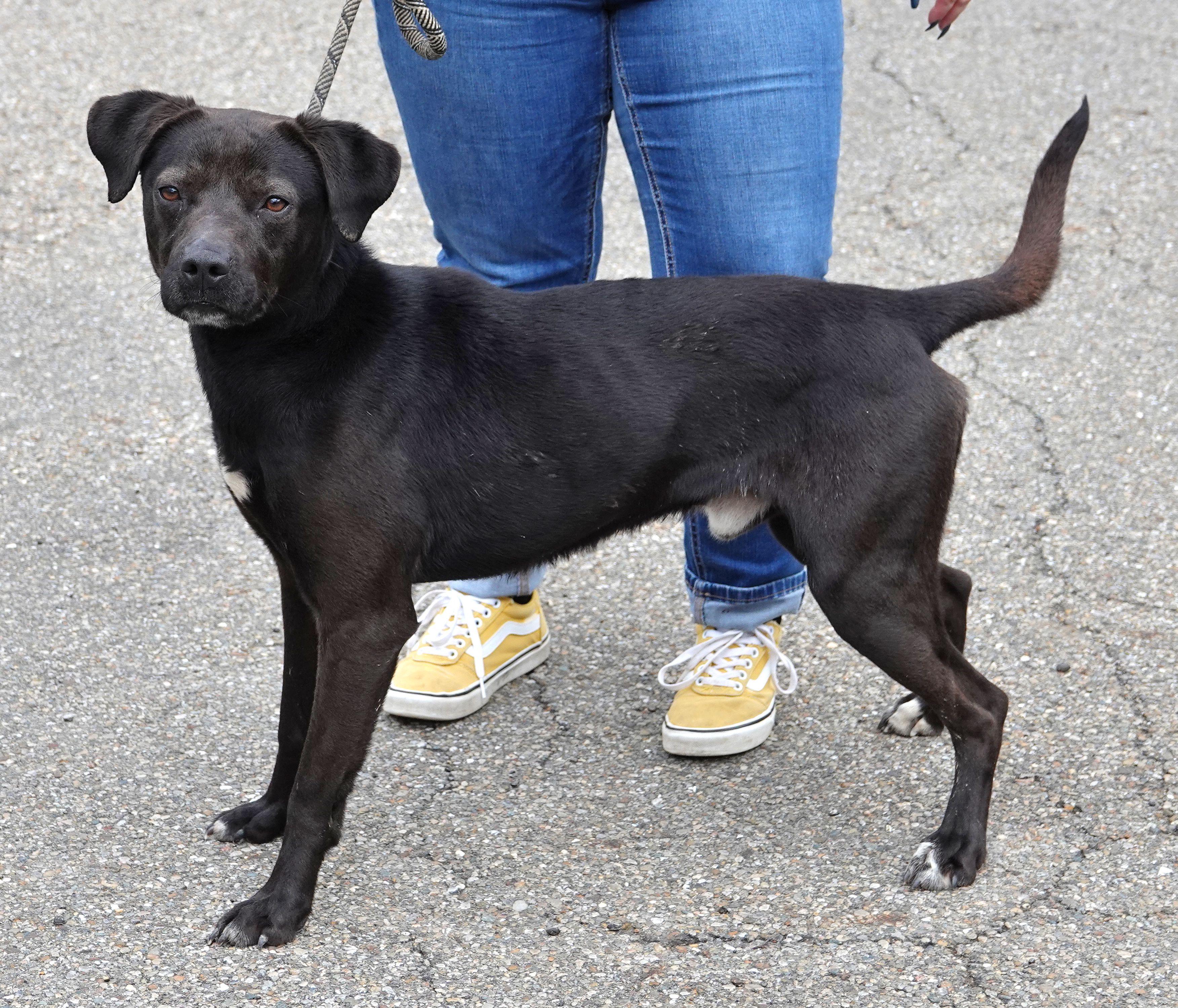 Enlarge Phideux, a ADOPTABLE mixed breed in Millfield, OH image 2/4