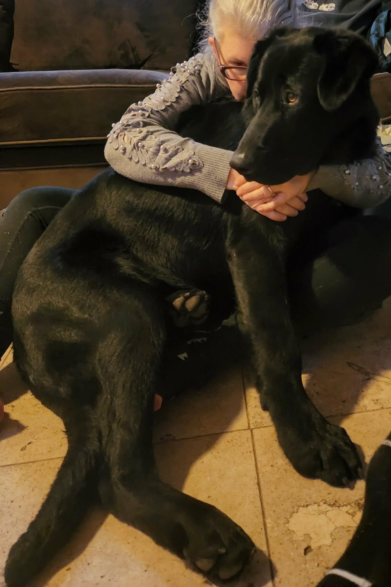 Enlarge Charlie, an adopted mixed breed in Shelton, WA image 3/3