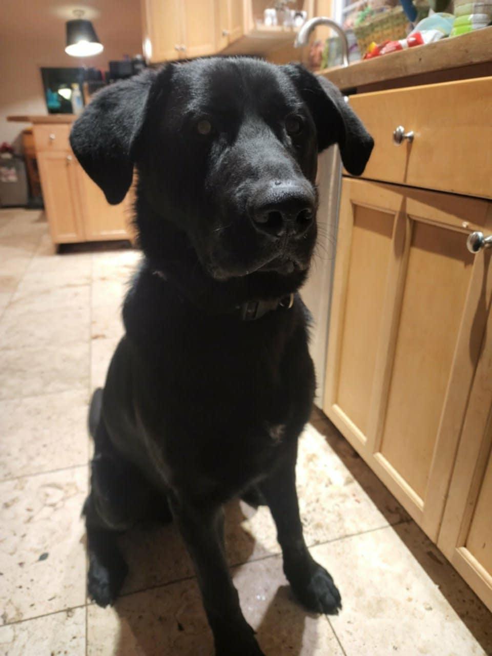 Enlarge Charlie, an adopted mixed breed in Shelton, WA image 1/3