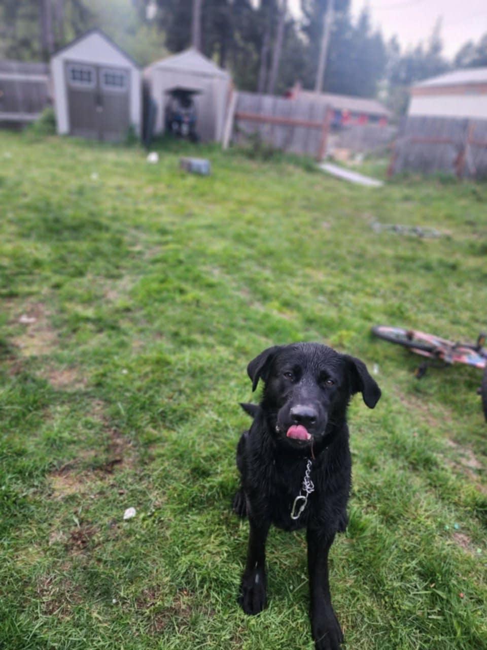 Enlarge Charlie, an adopted mixed breed in Shelton, WA image 2/3