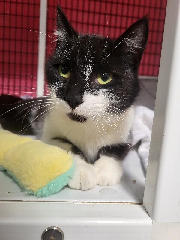 Enlarge Juno, a Adoptable Domestic Short Hair in Diamond Springs, CA image 1/4