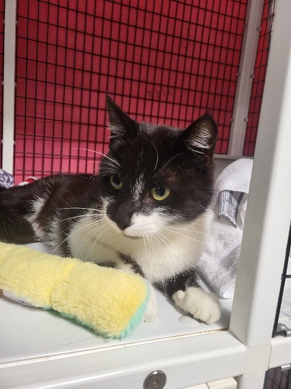 Enlarge Juno, a Adoptable Domestic Short Hair in Diamond Springs, CA image 2/4