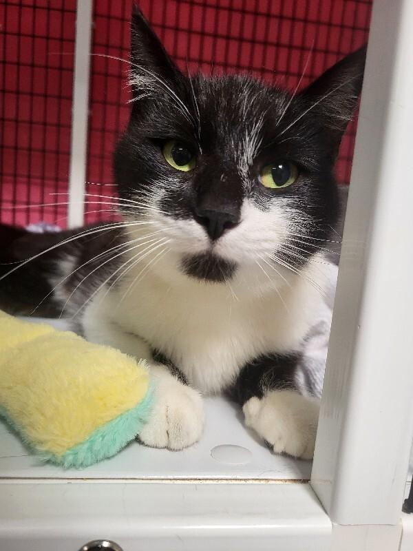 Enlarge Juno, a Adoptable Domestic Short Hair in Diamond Springs, CA image 3/4