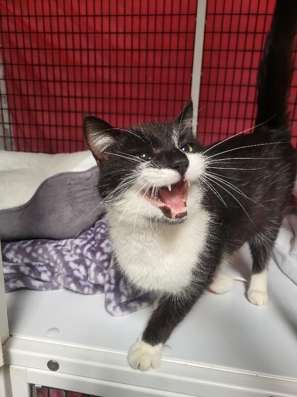 Enlarge Juno, a Adoptable Domestic Short Hair in Diamond Springs, CA image 4/4