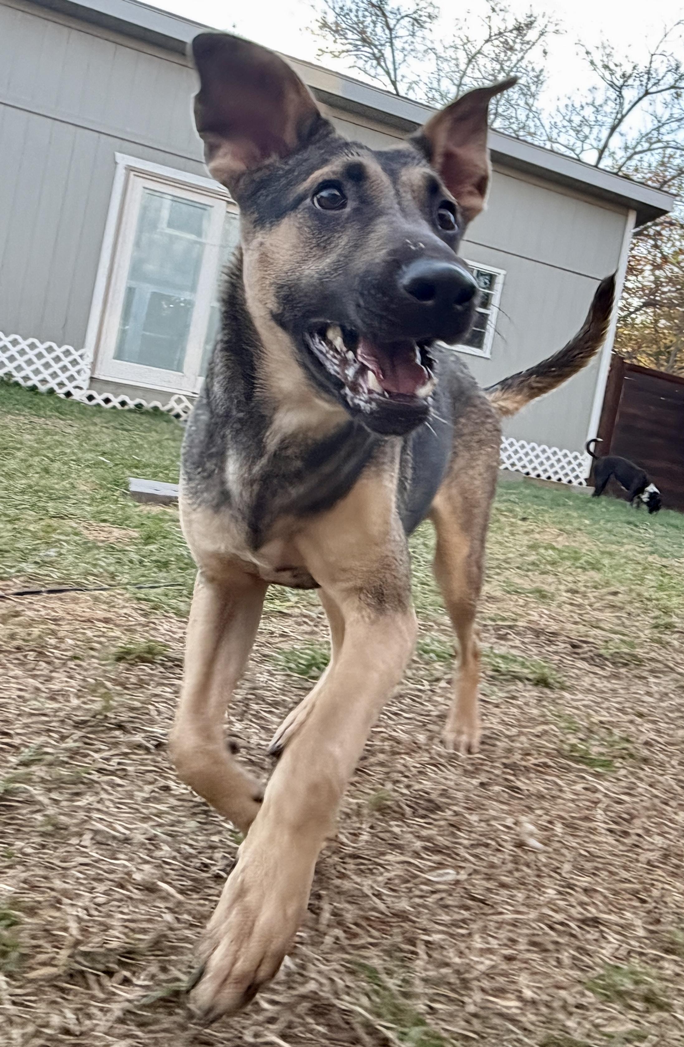 Flynn Ryder, Adoptable, Young Male Mixed Breed.