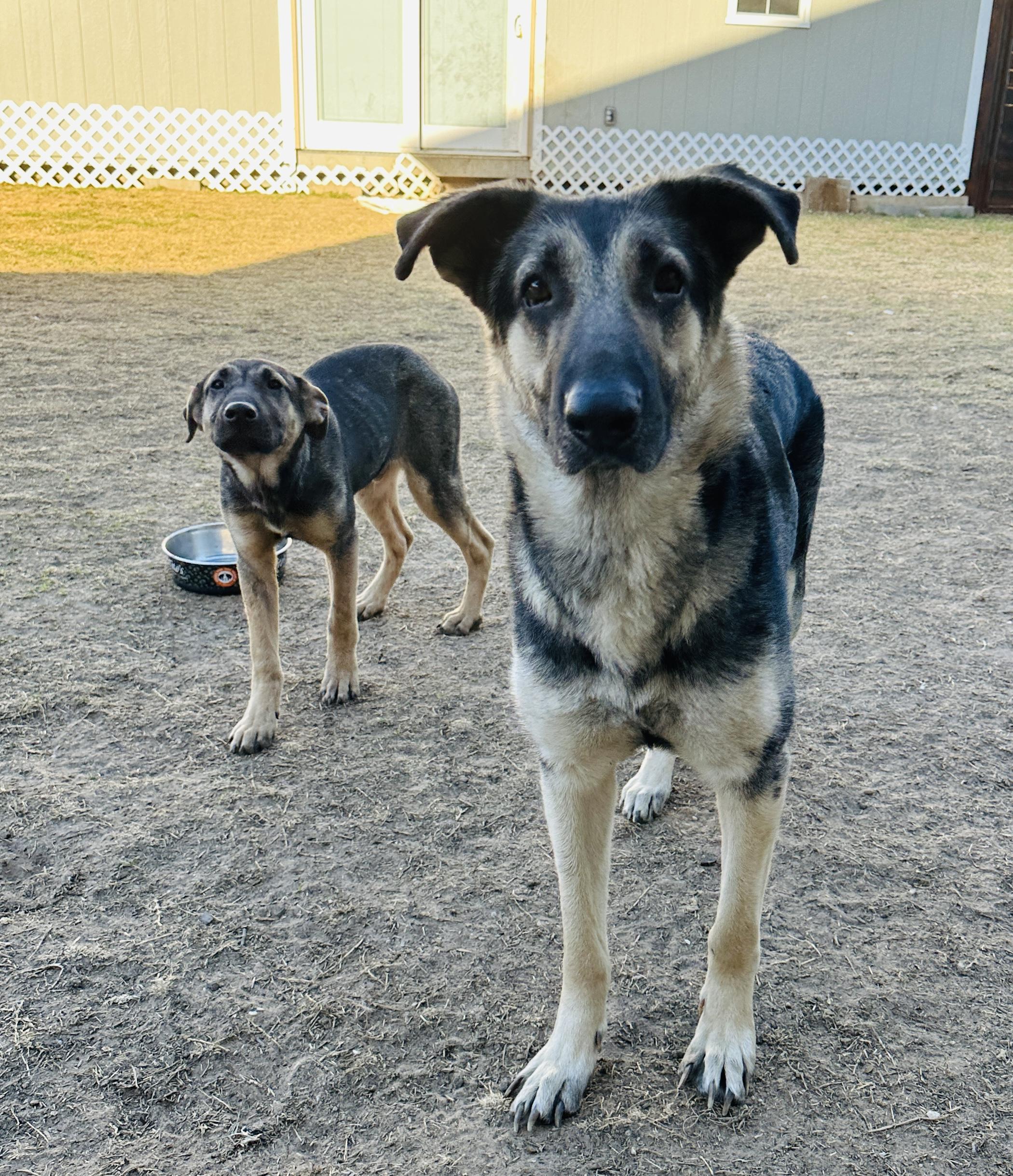 Enlarge Flynn Ryder, a Adoptable mixed breed in Dallas, TX image 3/5