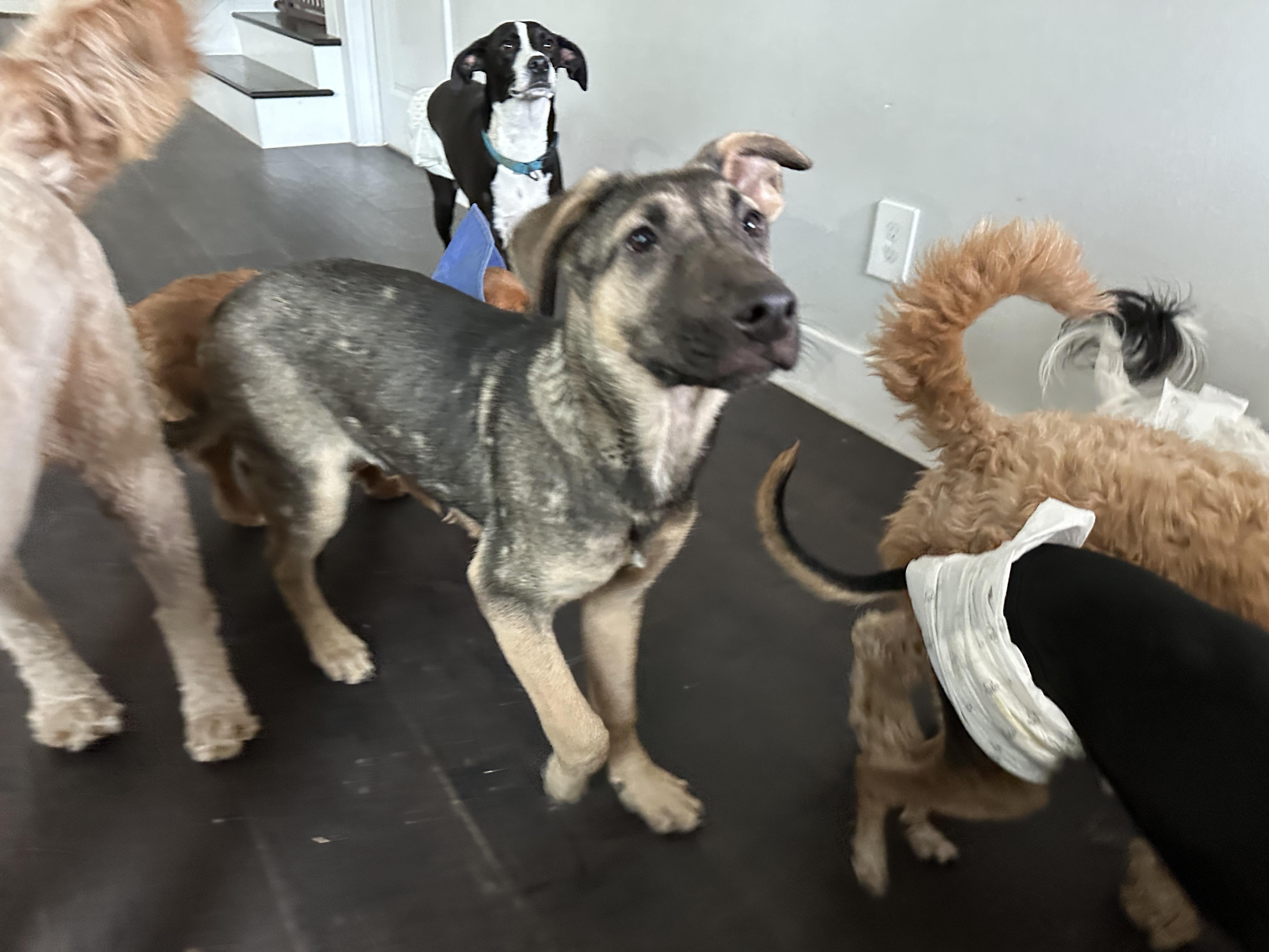 Enlarge Flynn Ryder, a Adoptable mixed breed in Dallas, TX image 4/5