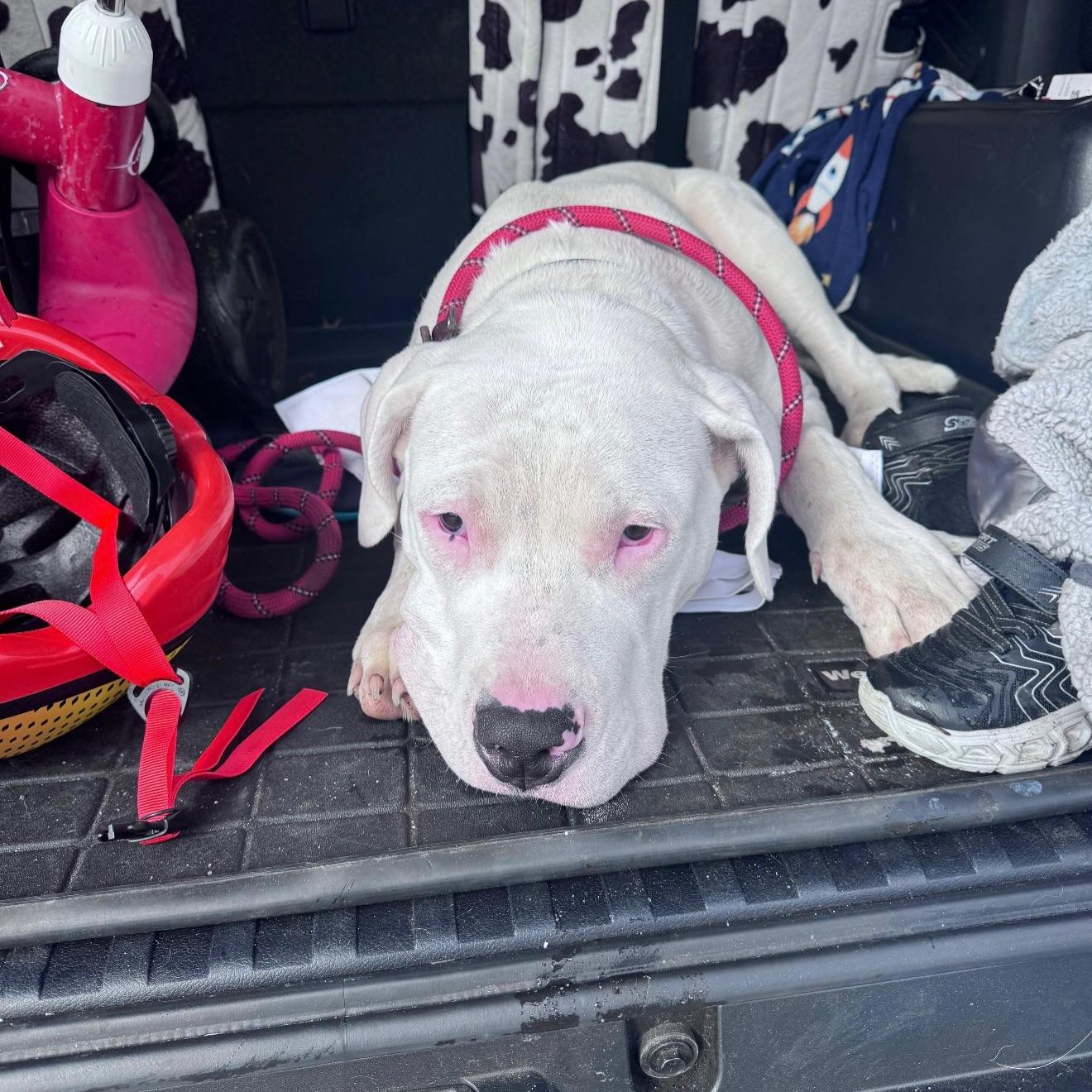 Mackerel, a ADOPTABLE Dogo Argentino in Medford, NY image 2/3
