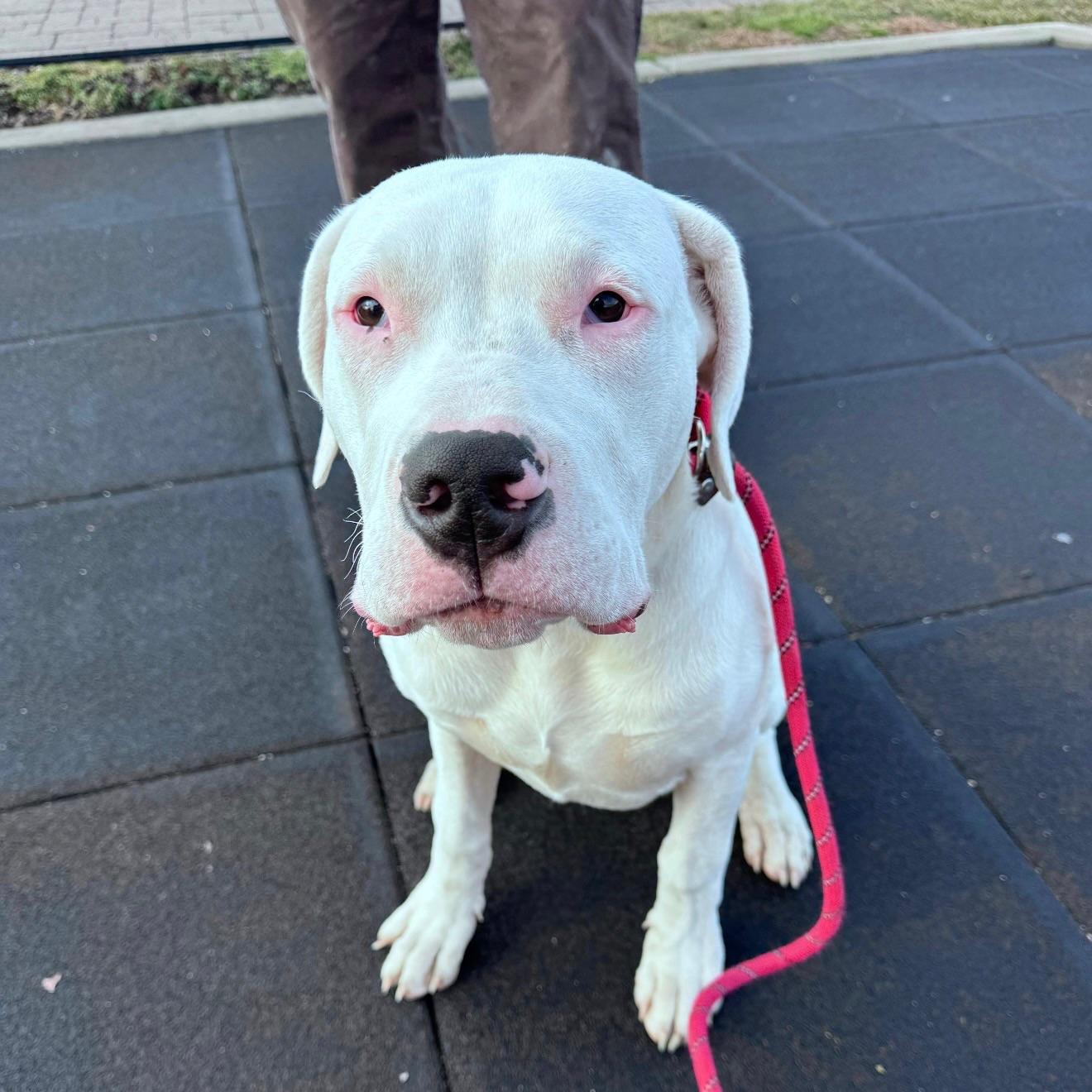 Mackerel, a ADOPTABLE Dogo Argentino in Medford, NY image 3/3