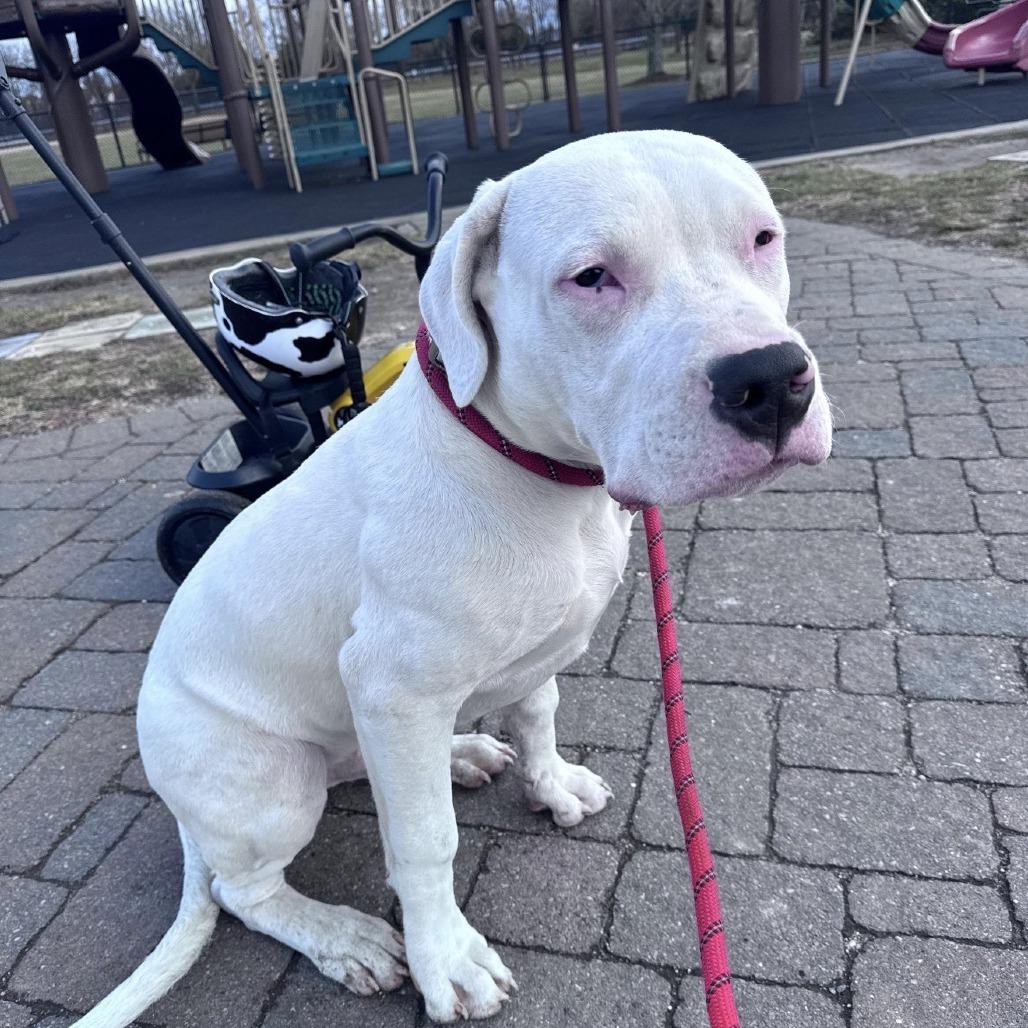 Mackerel, a ADOPTABLE Dogo Argentino in Medford, NY image 1/3