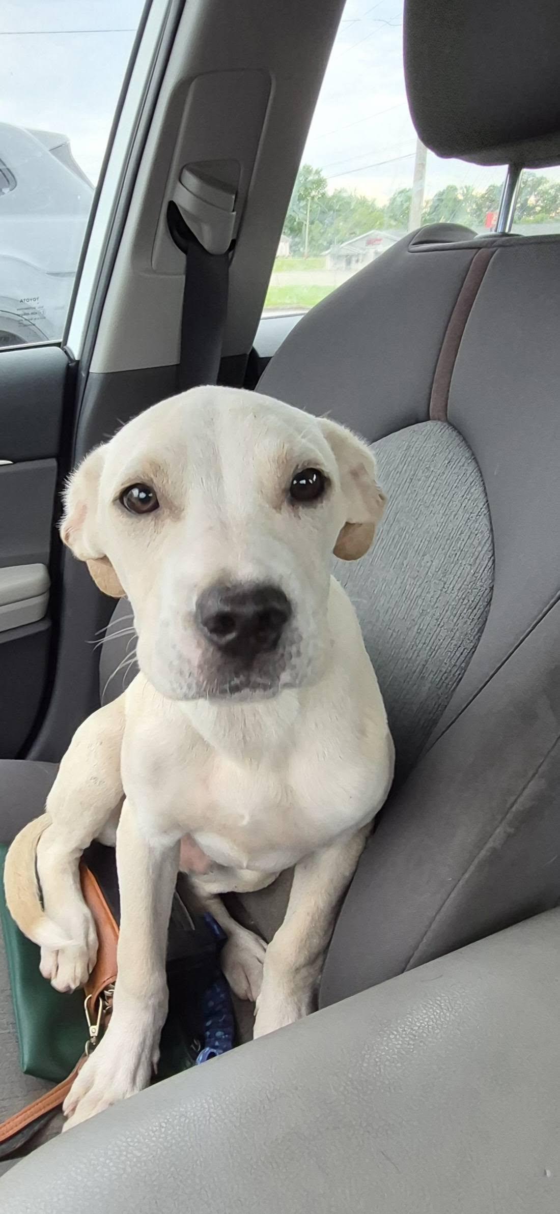 Enlarge Frodo, a ADOPTABLE Mixed Breed in Cullman, AL image 2/2