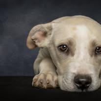 Frodo, ADOPTABLE, Puppy Male Mixed Breed.